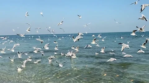 Seagull Birds flying and diving into clear water slow-motion Stock Footage 149347484