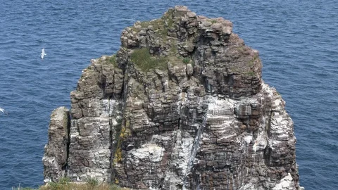 Seagull birds flying around the cliffs at the French Atlantic ocean coast Stock Footage 100620540