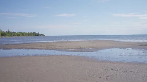 Seagull birds flying close to the sandy beach Stock-Footage 247359703