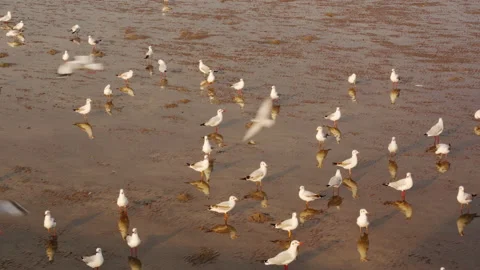Seagull birds flying Stock Footage 219289936