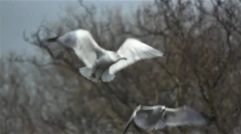 Seagull birds hovering and catching bread slow motion 2 Stock Footage 11023438