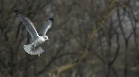 Seagull birds hovering and catching bread slow motion 1 Stock Footage 11023490