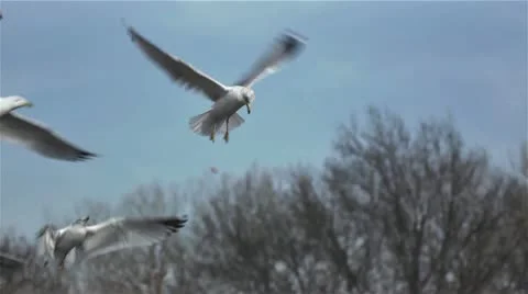 Seagull birds hovering and catching bread slow motion 3 Stock Footage 11023946