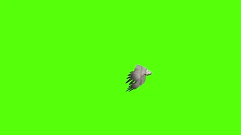 Seagull Bite Green Screen Animation 4k Rendering Video stock 296203652