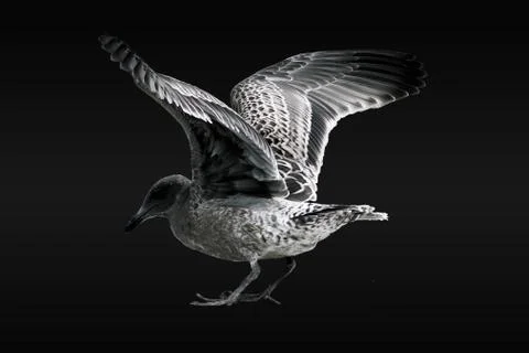 Seagull on Black Background Foto stock