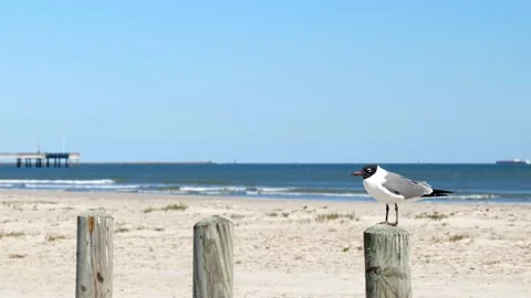 Seagull with black head standing on one of three wood posts at the beach. Stock Footage 141696214