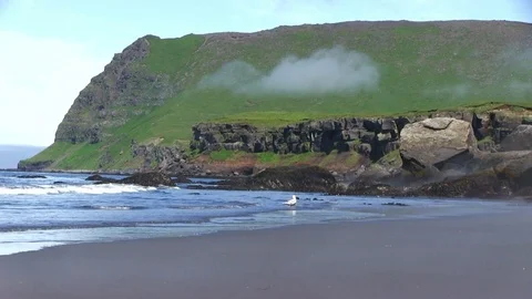 Seagull On Black Sand Beach. 스톡 동영상 74581347