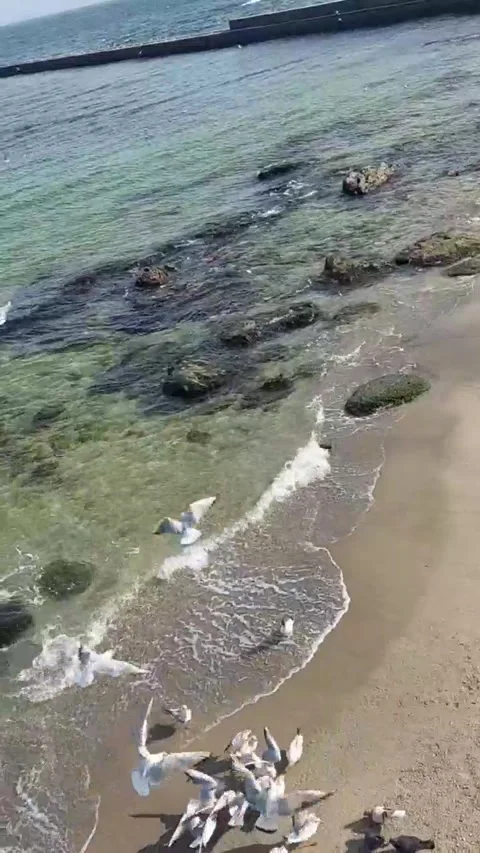 Seagull at the Black Sea Stock Footage 304329140