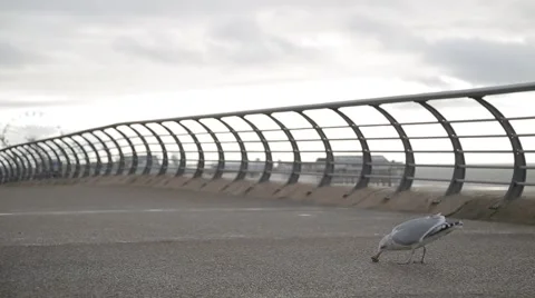 Seagull in Blackpool, UK Video stock 56852660