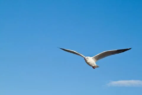 Seagull in blu sky background Foto stock