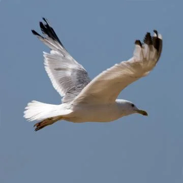 Seagull on the blue background Stock Photos