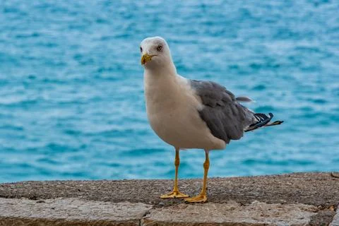 Seagull by the Blue Sea Stock Photos