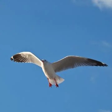 Seagull in blue sky background Stock Photos
