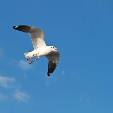 Seagull in blue sky background Stock Photos