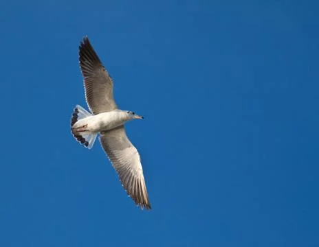 Seagull in blue sky background Stock Photos