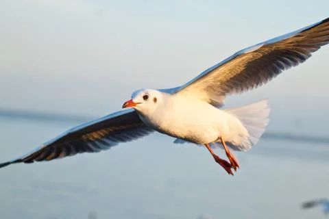 Seagull in blue sky background Foto stock