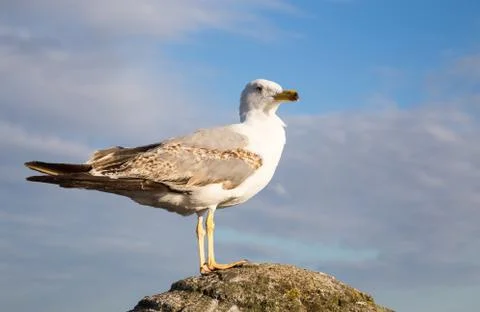 Seagull in blue sky background Stock Photos