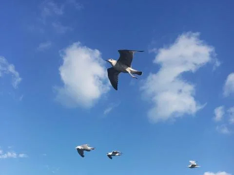 Seagull in blue sky clouds. Stock Photos