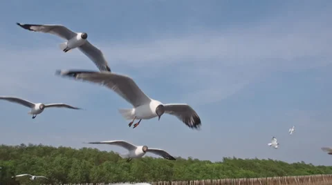 Seagull on blue sky Stock Footage 36054697