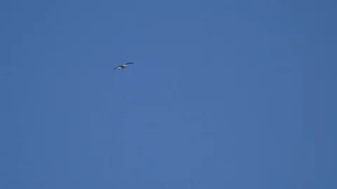 Seagull On Blue Sky Vídeo Stock 127000681