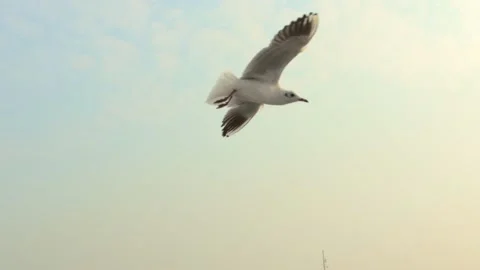 Seagull in the blue sky Stock Footage 133422411