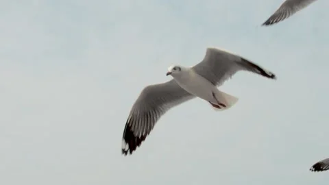 Seagull in the blue sky Stock Footage 133425367
