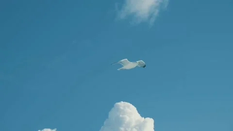 Seagull in the blue sky Stock-Footage 222010713