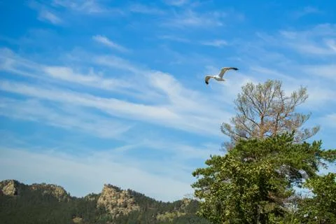 Seagull in blue sky mountain green trees Stock Photos