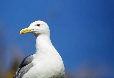 Seagull blue sky Stock Photos