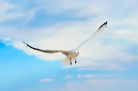 Seagull in the blue sky. Stock Photos
