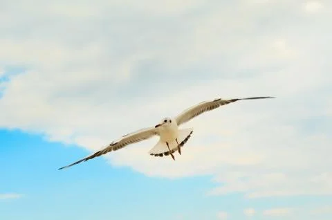 Seagull in the blue sky. Stock Photos