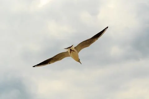 Seagull in the blue sky. Stock Photos