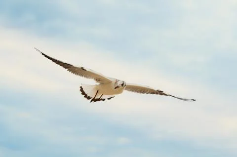 Seagull in the blue sky. Stock Photos