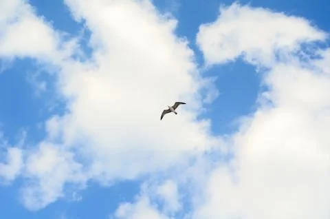 Seagull in the blue sky. Stock Photos