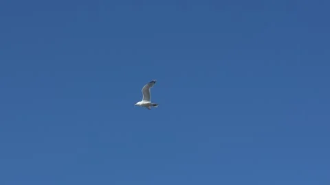 Seagull In Blue Sky Slow Motion Vídeo Stock 276419485