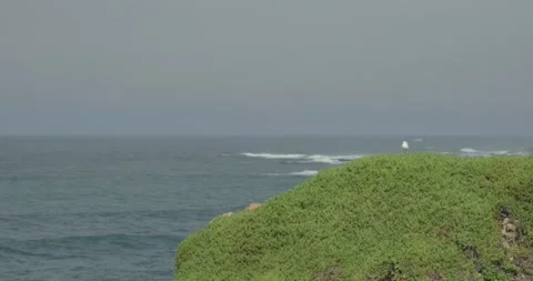 Seagull on bluff by the pacific ocean Stock Footage 285538941