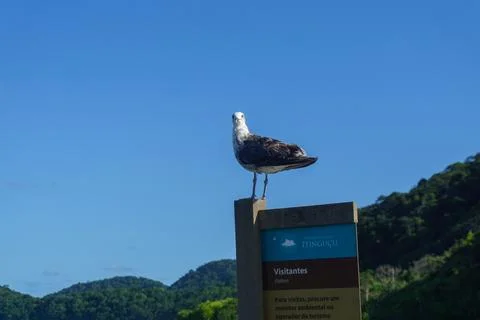 Seagull on a board on the beach Stock Photos