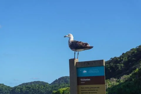 Seagull on a board on the beach Stock Photos