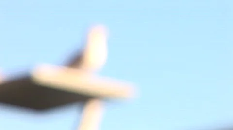 Seagull on Boardwalk Dublin Видео 397064