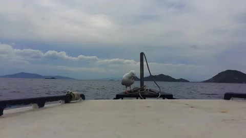 Seagull on Boat Stock Footage 166644974