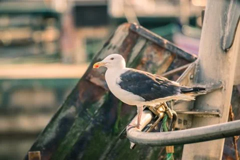 Seagull on a boat Stock Photos