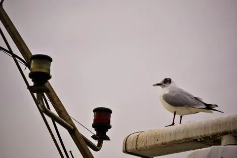 Seagull on a boat Fotos de archivo