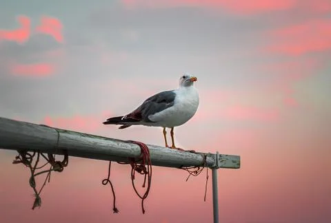 Seagull on a boat with pink sky Stock Photos
