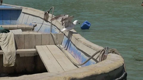 Seagull in a boat in slowmotion Stock Footage 185559899