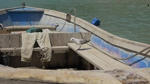 Seagull in a boat in slowmotion Stock Footage 185560507