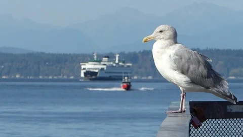 Seagull with boats in the background HD Stock Footage 97357157