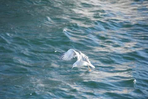 Seagull in Bosphorus Water Stock Photos