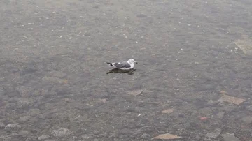 The Seagull at the bottom Vídeo Stock 85977823