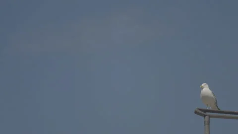 Seagull in bottom right corner Video stock 346282043