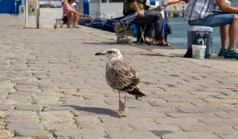 Seagull on the Bourgas shipyard Photos